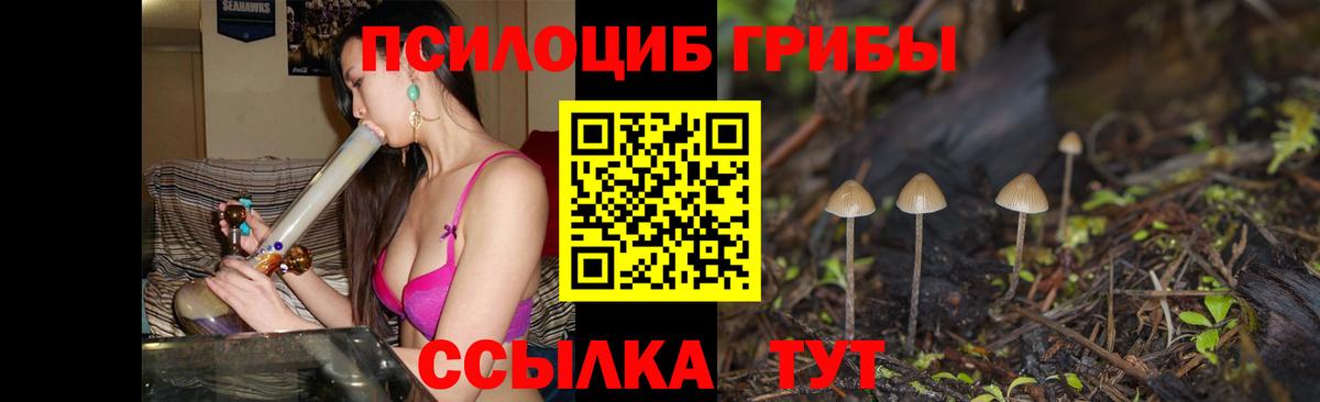 Галлюциногенные грибы Psilocybe Усинск